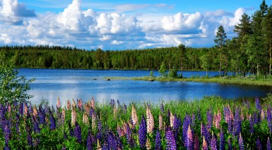 Scandinavian summer landscape