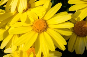 Arnica