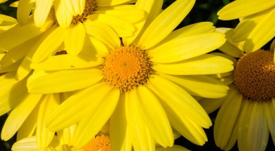 Arnica