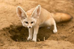 fennec-fox-hole