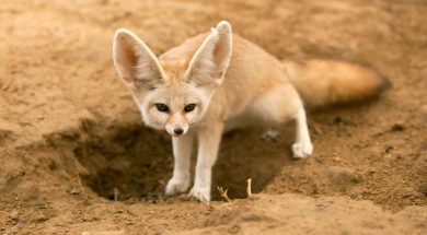 fennec-fox-hole