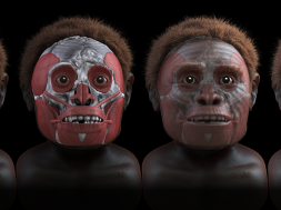 homo floresiensis