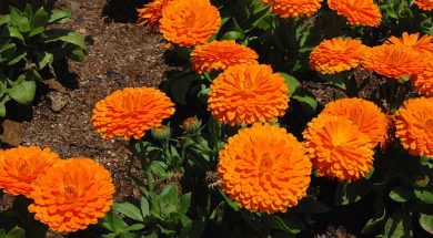 calendula-officinalis